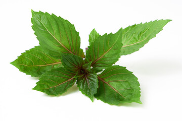Basil (Ocimum basilicum) isolated on white background. Red rubin basil. Fresh leaves contain essential oils that can be used as medicine in many ways, and can be used for cooking and decorating. - obrazy, fototapety, plakaty