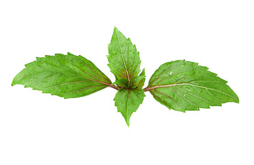 Basil (Ocimum basilicum) isolated on white background. Red rubin basil. Fresh leaves contain essential oils that can be used as medicine in many ways, and can be used for cooking and decorating.