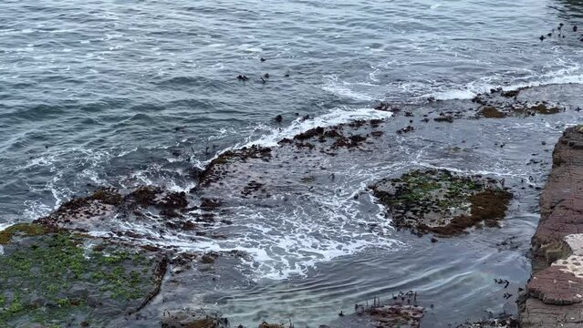 Rocky coast with lots of seaweed or kelp on the flat sea rocks