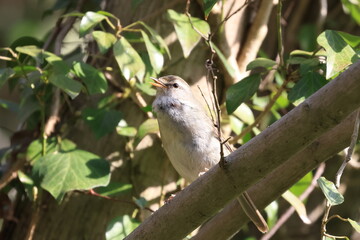 Japanese Bush Warbler singing love songs in search of a marriage partner