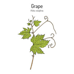 Grape, Vitis vinifera, branch with leaves, edible and medicinal plant. Botanical hand drawn vector illustration