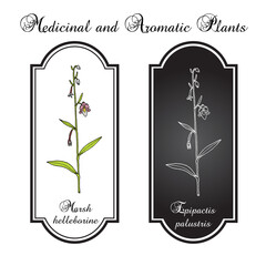 Marsh helleborine (Epipactis palustris), medicinal plant. Hand drawn botanical vector illustration