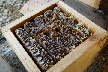 Honey beehives are being made in the wooden frame