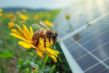 Foto op Plexiglas A bee is on a yellow flower in a field © mila103