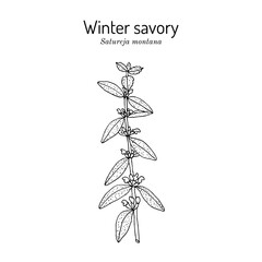 Winter or mountain savory (Satureja montana), edible and medicinal plant. Hand drawn botanical vector illustration
