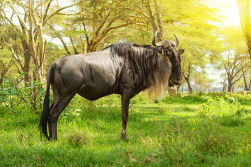 wildebeest stands eyeing camera in grassland