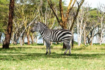 Plains zebra Equus quagga in a wood in Lake Nakuru National Park, Kenya