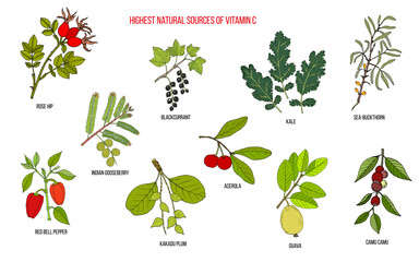 Best sources of Vitamin C. Collection of edible and medicinal plant