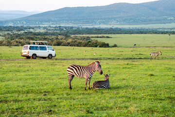 zebra standing in savanna grassland with background of safari tourist car. Masai Mara National...