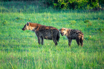 View of Spotted hyena Crocuta crocuta. Kruger National Park, South Africa