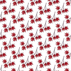 Seamless pattern with acer japonicum, or Japanese maple, ornamental plant