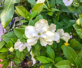 The Creamy white Lady of the Night flower (Brunfelsia americana) in family Solanaceae is an evergreen shrub.