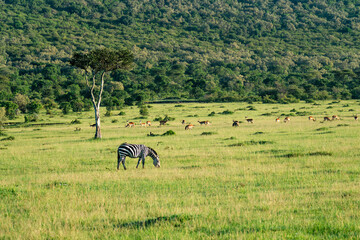 Zebra eat on green Gras. Animals in wild in Kenya National Park. Africa. An African safari adventure.