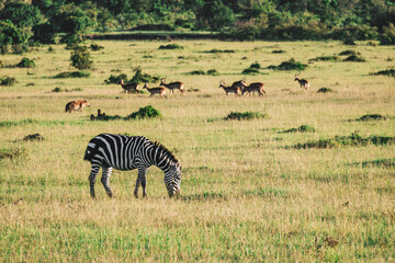 A lot of zebras are eating grass in a field against the background of a green forest.. National...