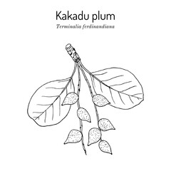Kakadu plum (Terminalia ferdinandiana), edible and medicinal plant. Hand drawn botanical vector illustration
