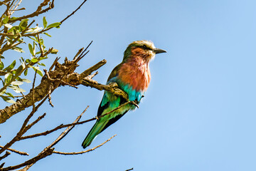 A colorful bird is sitting on a branch against the sky.. Lilac-breasted roller Coracias caudatus observed in Etosha National Park Kunene region, northwestern Namibia, Africa