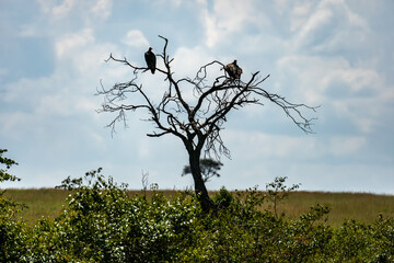 The collective noun for a group of vultures is a committee. These were meeting on a dead tree in Kruger National Park