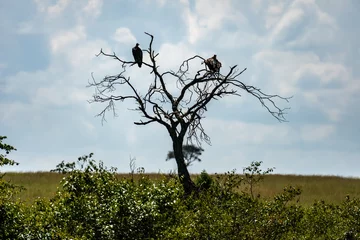 Photo sur Plexiglas Parc national du Cap Le Grand, Australie occidentale The collective noun for a group of vultures is a committee. These were meeting on a dead tree in Kruger National Park