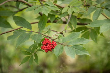 berries, fruts of lilac, Sambucus racemosa, red elderberry, red berried elder