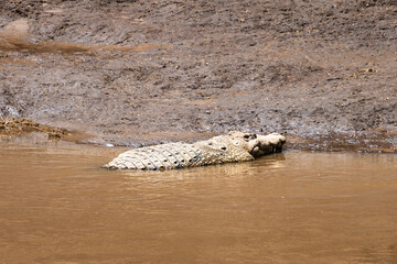 Nile Crocodile moving back into water