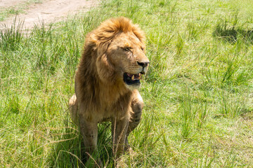 a proud lion sitting in grass