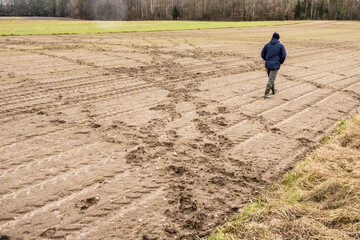 farmer walking on a sown field, destroyed by trampling by a large herd of European bison, traces of bison passage, damage to agricultural crops