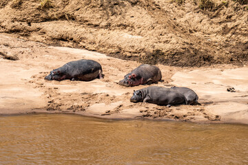 Hippos sleep on riverbank
