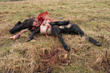 the remains of a black sheep killed and partially eaten at night by a pack of wolves, canis lupus, threat to breeding, predator, killing instinct, farm animal, conflicting animal species, farm damage