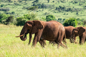 Naklejka na ściany i meble An African elephant wanders alone among tall, dry grasses, with lush, green trees in the background, under the bright skies of Kenya, Africa.