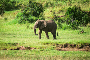 Elephant in the grass, beautiful evening light. Wildlife scene from nature, elephant in the habitat, Moremi, Okavango delta, Botswana, Africa. Green wet season, blue sky. African safari. - obrazy, fototapety, plakaty