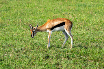 Topi Damaliscus jimela , antelope eats grass in a green field of Masai Mara kenya