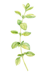 Watercolor oregano. Green sprig of marjoram on a white background. Spicy herb, seasoning for...