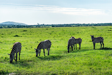 Zebra eat on green Gras. Animals in wild in Kenya National Park. Africa. An African safari...
