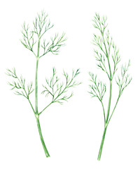 Set of watercolor dill. Green sprig of seasoning on a white background. Spicy herb, ingredient for Mediterranean cuisine. Illustration for cookbooks, recipes, aprons, stickers, dishes, food packaging.