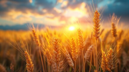 banner wide picture of beautiful close up barley ear against sunlight at evening or morning with yellow field as background, Generative Ai