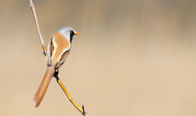 Bearded reedling, Panurus biarmicus. The male sits on a branch, a place to text