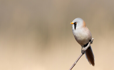 Bearded reedling, Panurus biarmicus. The male sits on a branch, a place to text