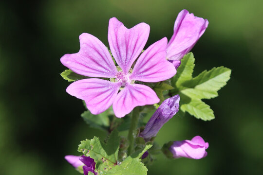 The opened flower of the forest mallow plant.