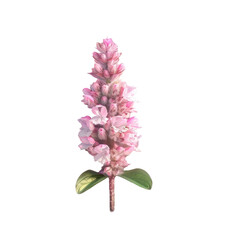 Pink flower with green leaves on Transparent Background