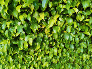 ficus benjamina green leaves texture - 775605315