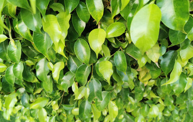 Fototapeta na wymiar ficus benjamina green leaves texture