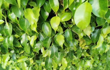 Tuinposter ficus benjamina green leaves texture © jonnysek