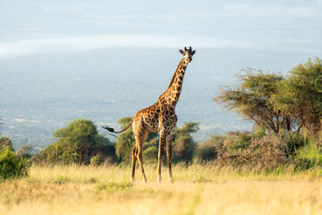 A giraffe walks among the trees in the savannah. Beautiful African landscape. Masai Mara kenya....