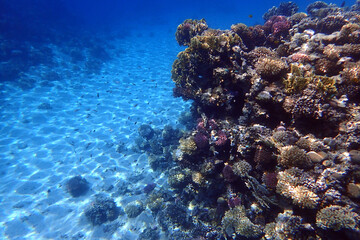 nice coral reef in the Egypt, Safaga - 775605501