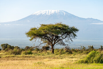 Beautiful landscape: Acacia tree in African savannah and zebras on Kilimanjaro background. National...