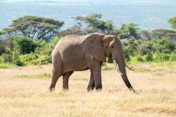 Naklejka na ściany i meble A young elephant walking in field. A large African elephant on the background of a beautiful savannah African landscape. Safari in Kenya and Tanzania.