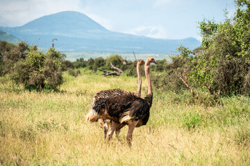 WILD male Ostrich at the Masai Mara, Kenya, Africa. Tanzania can be seen in the background.