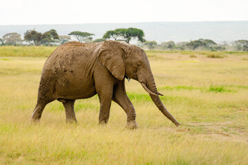 African elephant Loxodonta africana walks swinging trunk in sunshine in National Park Botswana