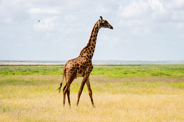 South African Giraffe or Cape giraffe walking on savanna with a blue sky with clouds in Kruger National Park in South Africa - obrazy, fototapety, plakaty