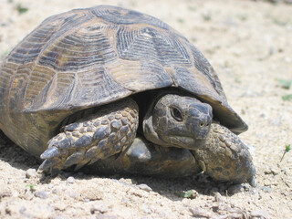 a large turtle on an arid patch of land, close-up
